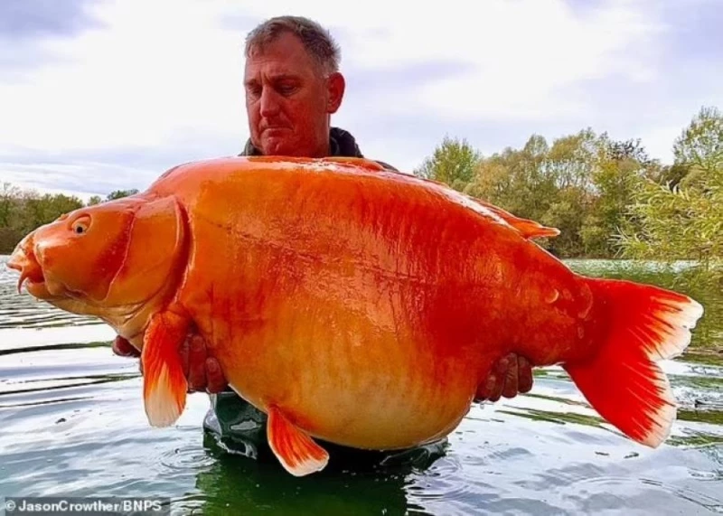 مفاجأة صادمة.. اصطياد أكبر سمكة ذهبية في العالم .. وصدمة كبرى بشأن عمرها ووزنها !! (شاهد صورة)