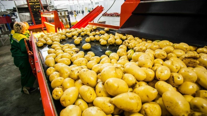 هذه العاملة في مصنع للبطاطس سقطت بالخطأ في آلة قطع البطاطس وما حدث لها كان فضيعاً لا يتخيله أحد !!